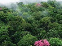 Des forêts et des hommes : 70 photos de forêts à découvrir