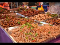Des insectes dans l'assiette, vers un nouveau mode alimentaire