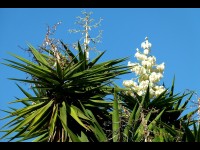 Des pailles en agave pour remplacer le plastique