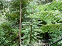 Des pompiers ont sauvé la dernière forêt préhistorique d'Australie