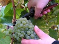 Devenez web-vigneron grâce à mesvignes.com