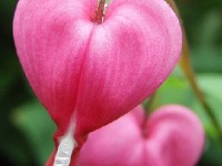 Dicentra spectabilis ou coeur de Marie : une fleur ravissante