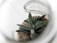 DIY : comment faire un terrarium suspendu ?