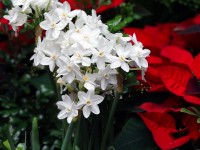 DIY : comment faire une potée fleurie pour Noël ?