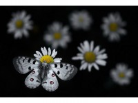 Emelin Dupieux : un jeune photographe animalier prometteur