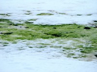 En été, la neige antarctique devient verte avec des algues