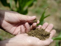 Engrais : comment utiliser la cendre de bois au jardin ?