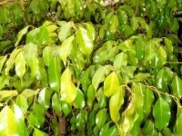 Entretenir et soigner un ficus benjamina 