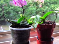 Entretenir une orchidée miniature : guide pratique