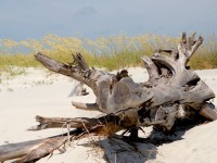 Environnement : à la plage, tout n'est pas permis