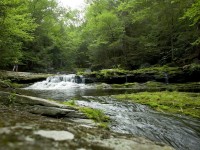 Environnement : comprendre la restauration de la nature en 5 questions