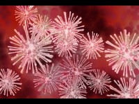 Épidémie et Pandémie: quelle est exactement la différence?