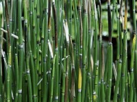 Equisetum hyemale ou prêle du Japon : une plante décorative