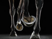 Equus : une exposition sur le thème du cheval à l'Abbaye de l'Epau