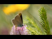 Eviter les pandémies en protégeant l'habitat de la faune