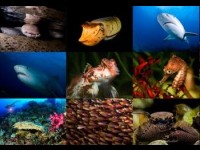 Exposition Ocean's Heart : des fresques sous-marines à l'Aquarium de Paris