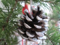 Faire des décorations de Noël avec des pommes de pin