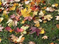 Faire du terreau de feuilles : mode d'emploi