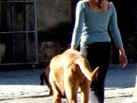 Faire garder son chien : guide pratique