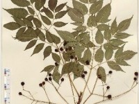 Faire un herbier : mode d'emploi 