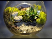 Faire un terrarium : guide pratique