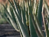Faire une cure de jus d'aloe vera : mode d'emploi 