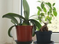 Faut-il parler à ses plantes ?