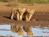 Félins : le film de Disneynature ce soir sur M6