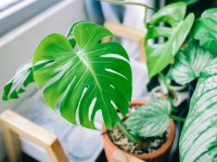 Fertiliser les plantes en pot en 5 questions