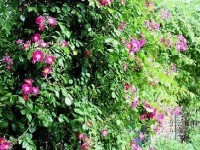 Fleurir un mur de jardin : guide pratique