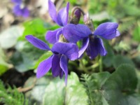 Fleurs : 8 choses à savoir sur la violette