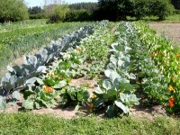 Fleurs et légumes : mariez-les !