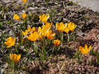 Floraisons d’automne : quelles sont les fleurs de saison ?