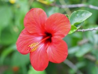 Flore exotique : 3 fleurs emblématiques de la Malaisie