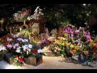 Florissimo : une exposition florale à Dijon