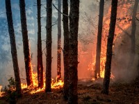 Gestion des forêts : et si la France s'inspirait du Portugal ?