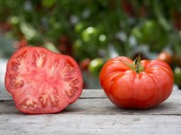 Graines, pépins et noyaux : comment les faire germer ?