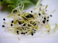 Graines germées : quelles graines faire pousser ?