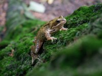 Grenouille dans le jardin : que faire ?