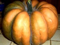 Halloween : préparez-vous à la chasse aux bonbons