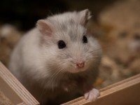 Hamster, cobaye, cochon d'Inde : quelles différences ?