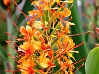 Hedychium coccineum Tara : une belle plante tropicale
