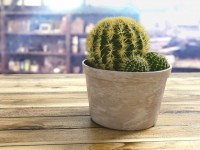 Hémorroïdes : 3 solutions naturelles pour éviter les récidives