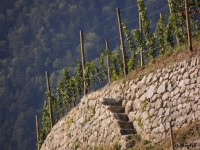 Hérault patrimoine et viticulture en pays de Lunel