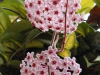 Hoya carnosa ou fleur de porcelaine : présentation et culture