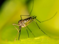 Insolite : 3 bons côtés des moustiques