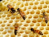 Insolite : 3 petites bêtes qui soignent