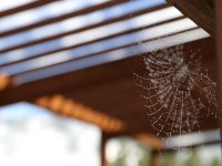 Insolite : 5 bonnes raisons de ne plus tuer les araignées chez vous