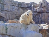 Insolite : 5 choses à savoir sur les ours polaires de Marineland