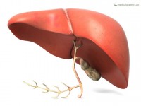 Insolite : 5 faits étonnants sur le foie